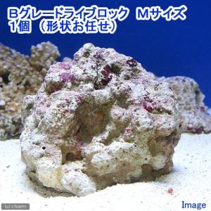 チャーム（charm） （海水魚）Sグレードライブロック 60cm