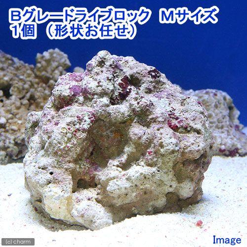 （海水魚）Ｂグレードライブロック　Ｍサイズ（１個）（形状お任せ）　北海道・九州航空便要保温