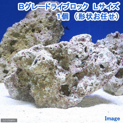 （海水魚）Ｂグレードライブロック　Ｌサイズ（１個）（形状お任せ）　北海道・九州航空便要保温