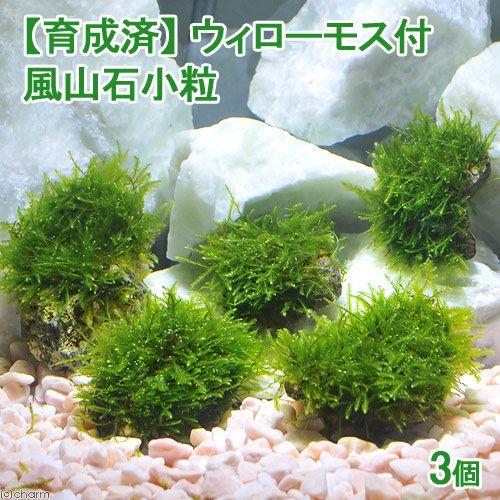 （水草）★育成済★　ウィローモス　風山石小粒（水中葉）（無農薬）（３粒）