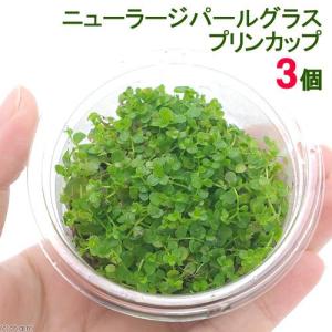 （水草）ニューラージパールグラス（水上葉）プリンカップ（無農薬）（３個）