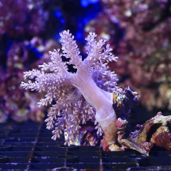 （サンゴ）沖縄産　カワラフサトサカ　Ｓサイズ（１個）　ｙ−73　北海道・九州航空便要保温