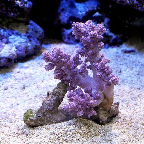 （サンゴ）沖縄産　スジチヂミトサカ　ライトパープル　Ｓサイズ（１個）　ｙ−79　北海道・九州航空便要...