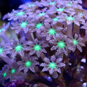 (サンゴ)沖縄産 ツツウミヅタ ヘアリーセンタ...の詳細画像1