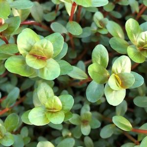 無農薬】ミクロソリウム本ナローリーフ ミニ溶岩石付き : AtWell