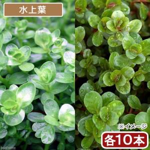 水草 水中葉 無農薬 ロタラ sp. ボッシー 10本 水槽 アクアリウム sp