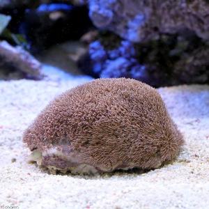(サンゴ)沖縄産 スターポリプ Sサイズ(1個)...の商品画像
