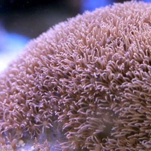 (サンゴ)沖縄産 スターポリプ Sサイズ(1個...の詳細画像1