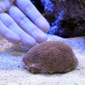 (サンゴ)沖縄産 スターポリプ Sサイズ(1個...の詳細画像2