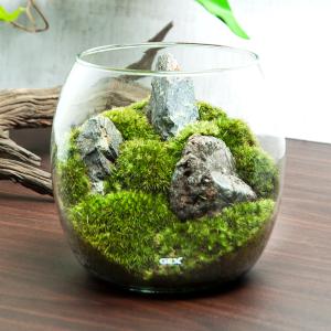 （観葉植物）ＧＥＸ　グラスアクアリウム　ドロップ　風山石　レイアウト完成品(１個)