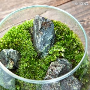 (観葉植物)GEX グラスアクアリウム ドロッ...の詳細画像1