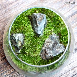 (観葉植物)GEX グラスアクアリウム ドロッ...の詳細画像2