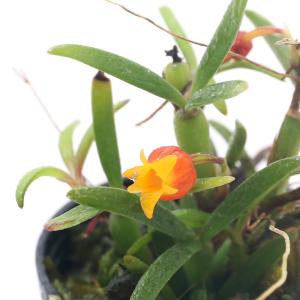 食虫植物）一点物 ウツボカズラ ネペンテス ベントリコーサ 在来系 3