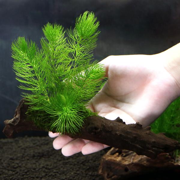 （水草）流木　ザ　ボンサイ　ｖｅｒ．おまかせモス＆マツモ（約１５ｃｍ）（無農薬）　（１個）メダカ　金...