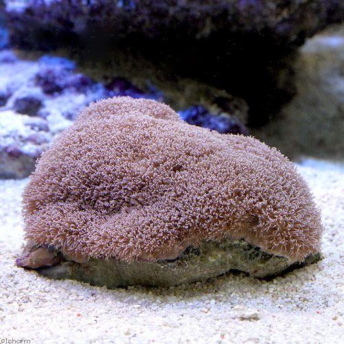 （サンゴ）沖縄産　スターポリプ　Ｍサイズ（１個）　ｙ−80　北海道・九州航空便要保温