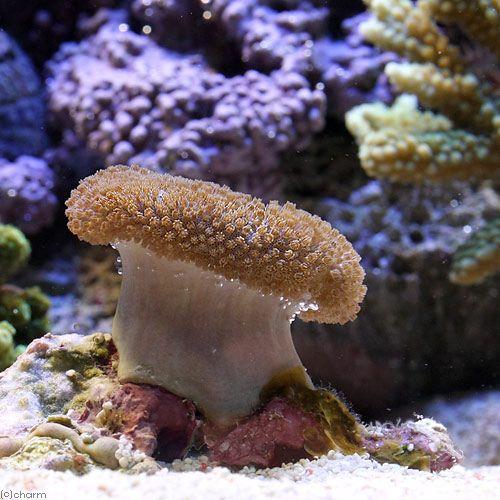 （サンゴ）沖縄産　ウミキノコ　ショートポリプ　（１個）　ｙ−66　北海道・九州航空便要保温