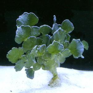 （海水魚）海藻　ヒロハサボテングサ（１株）｜chanet