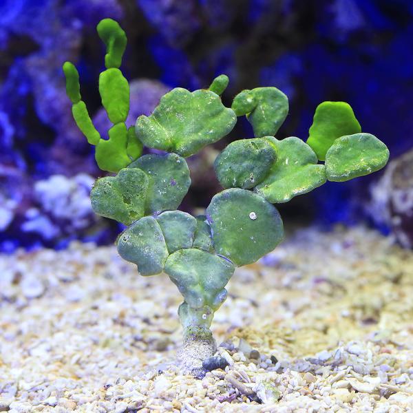 （海水魚）海藻　ヒロハサボテングサ（１株）　北海道・九州航空便要保温