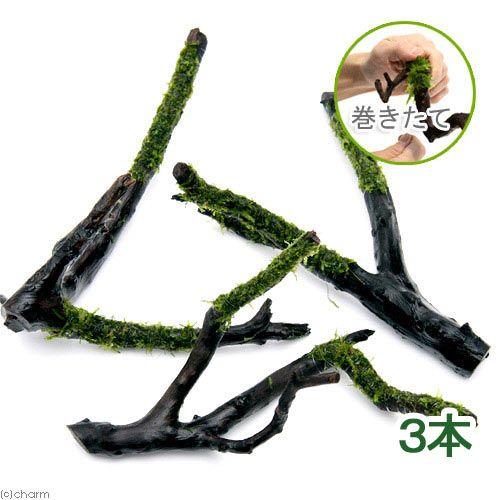 （水草）巻きたて　ウィローモス　枝状流木　Ｓサイズ（約１０ｃｍ〜）（水中葉）（無農薬）（３本）