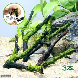 チャーム（charm） （水草）ホシクサsp．クチ（水中葉）（無農薬