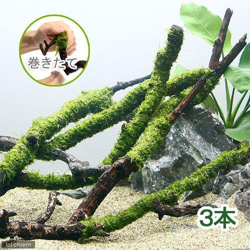 （水草）巻きたて　ウィローモス付　スティック流木　Ｌサイズ（約２５ｃｍ）（水中葉）（無農薬）（３本）