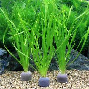 ブセファランドラsp ピンクレディ bucephalandra.sp PinkLady