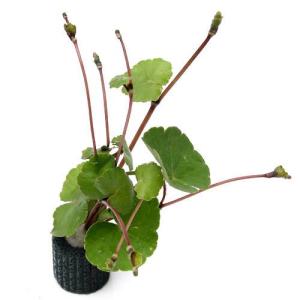 （水草）マルチリングブラック（黒）アマゾンチドメグサ（水上葉）（無農薬）（３個）