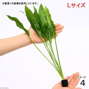 （水草）Ｌサイズ　国産　マルチリングブラック（黒）　無農薬アマゾンソード（草丈２５〜３０ｃｍ前後）（４個）　北海道航空便要保温