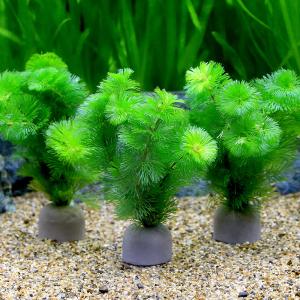 チャーム（charm） （水草）メダカ・金魚藻 国産 無農薬アナカリス