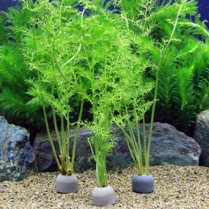 (水草)ゼオライトリング(グレー)ファインリーフ...の商品画像