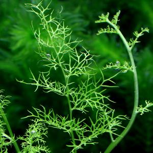(水草)ゼオライトリング(グレー)ファインリー...の詳細画像1