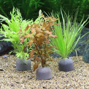 （水草）ゼオライトリング（グレー）おまかせ水草１種（水中葉）（無農薬）（３個）　北海道航空便要保温