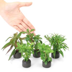(水草)置くだけ簡単 ゼオライトリング(グレー...の詳細画像2
