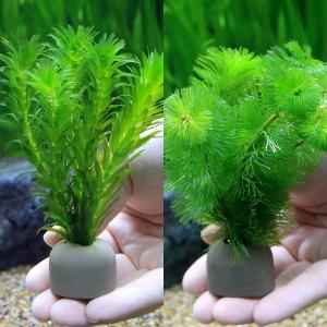 チャーム（charm） （水草）メダカ・金魚藻 国産 アナカリス 穴あき