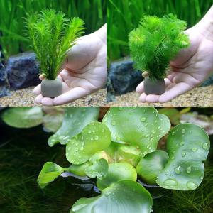 （水草）ゼオライトリング（グレー）メダカ・金魚藻セット（１セット）＋ホテイ草（１株）｜chanet