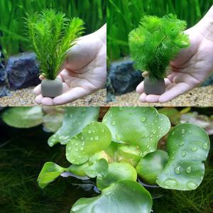 水草 マツモ 10本 金魚藻 : 有限会社高知熱帯魚サービス - 通販