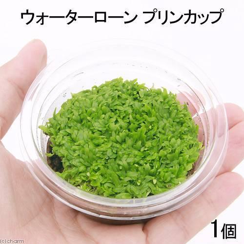 （水草）ウォーターローン（水上葉）プリンカップ（無農薬）（１個）