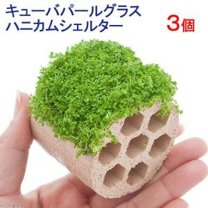 カミハタ 海道達磨 外掛け式プロテインスキマー ベンチュリー式 60