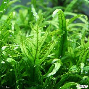 チャーム（charm） （水草）ホシクサsp．クチ（水中葉）（無農薬