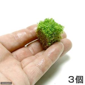 キューバパールグラスキューブタイプSサイズ