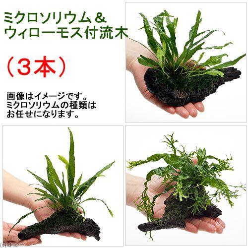 （水草）おまかせミクロソリウム＆ウィローモス付　流木Ｓサイズ（約１５ｃｍ前後）（３本）