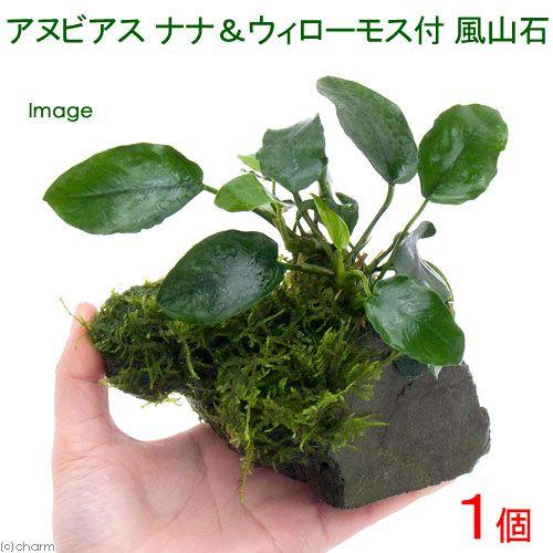 （水草）アヌビアスナナ＆ウィローモス　風山石Ｓサイズ（約１０ｃｍ前後）（１個）