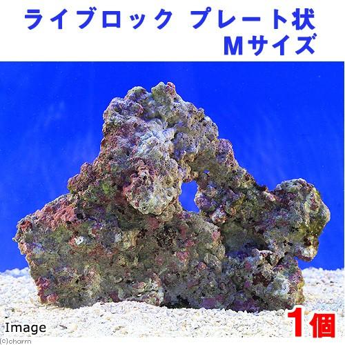 （海水魚）ライブロック　プレート状　Ｍサイズ（１個）（形状お任せ）　北海道・九州航空便要保温