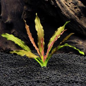 チャーム（charm） （水草）エキノドルス ビッグベアー 東南便（水上葉