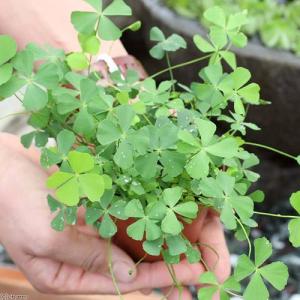 （水草）ベトナムクローバー（水上葉）鉢植え（無農薬）（１鉢）