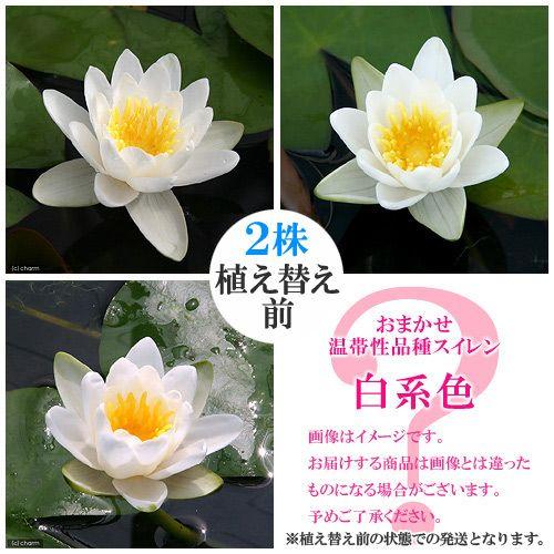 （ビオトープ）睡蓮　おまかせ温帯性品種睡蓮（スイレン）　植え替え前　白系色　（２ポット）