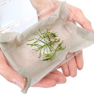 (水草)沈水性 ポゴステモン メンメン(水中葉...の詳細画像3