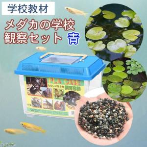 ジェックス メダカ元気 メダカのための水槽セット 300 (1台) 金魚