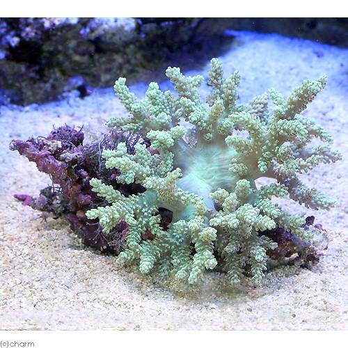 （サンゴ）沖縄産　カワラフサトサカ　ライトグリーン　Ｍサイズ（１個）　ｙ−74