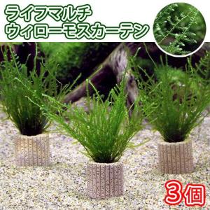 volxjapan（ボルクスジャパン） Grassy Core X200